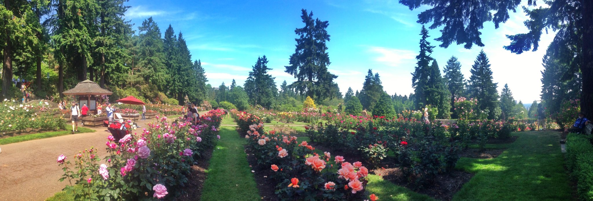 International Rose Test Garden, Washington Park, Portland, Oregon