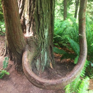 Hoyt Arboretum, Portland, Oregon