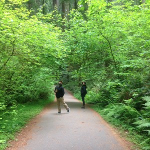 Jedediah Smith Redwoods State Park, near Crescent City, California