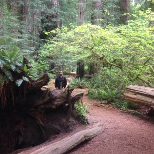 Jedediah Smith Redwoods State Park, near Crescent City, California